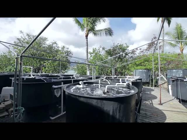 Hawaii Institute of Marine Biology (HIMB) at UH SOEST