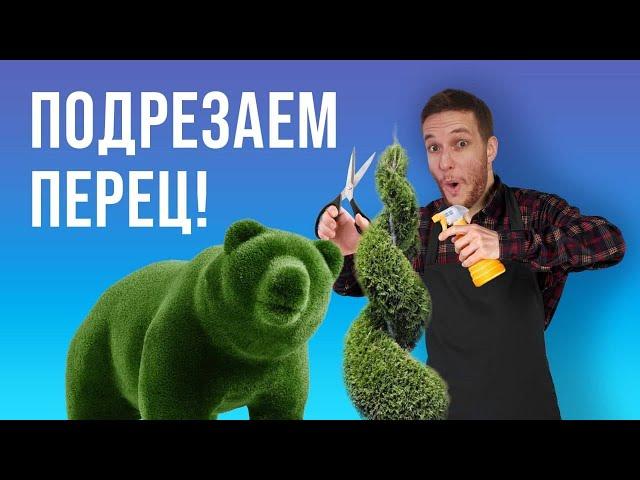 Подрезаем перец! | И немного бонсай | Grow Brothers