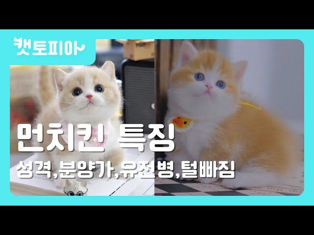 [고양이 품종] 먼치킨 고양이 특징 총정리