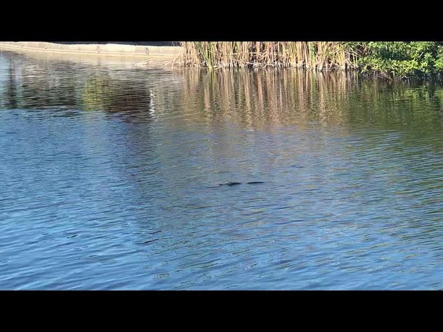 Baby alligator Cape Coral Florida