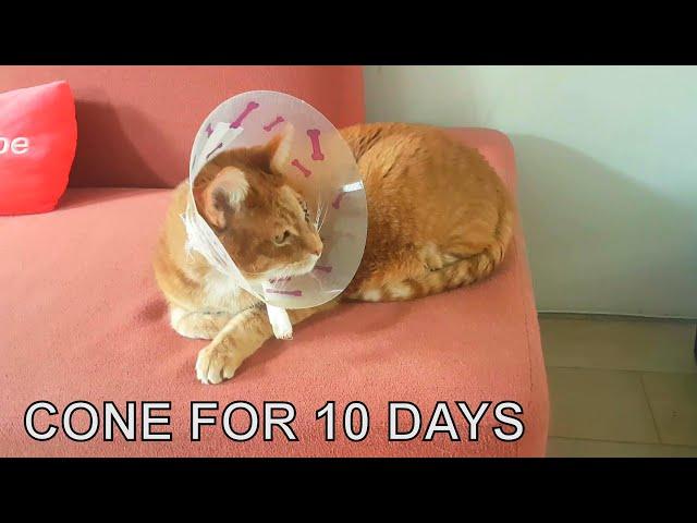 Alvi cat : cone for 10 days