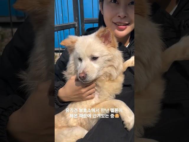용인티어하임 퍼피케어 봉사활동 #유기견 #유기견보호소 #용보협 #유기견봉사