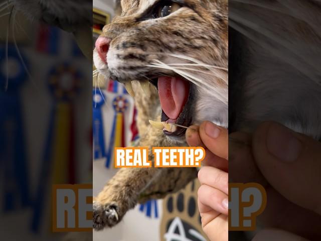 Are they the real teeth? #taxidermy #bobcat #cat #animals