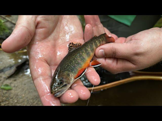 Small Stream Trout Fishing on the BLUE RIDGE PARKWAY