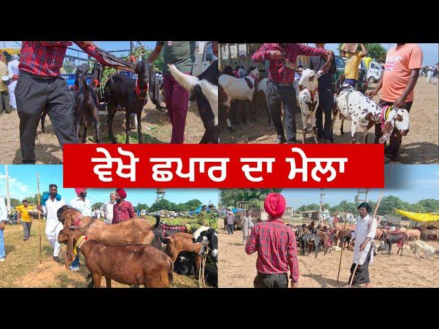 ਵੇਖੋ ਛਪਾਰ ਦਾ ਮੇਲਾ | Chapar da mela | punjab de mele #chapardamela #goats