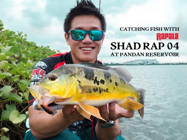 How To Use The Rapala Shad Rap 04 At Pandan Reservoir