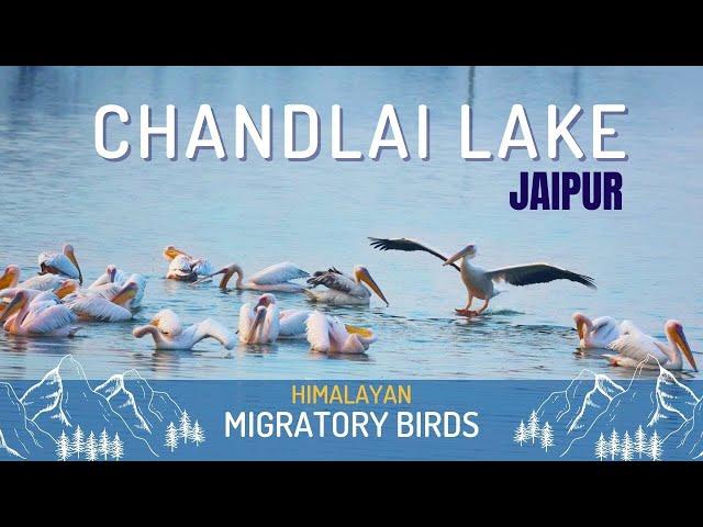 Migratory Birds in Chandlai Lake Jaipur | Famous Lake of Jaipur