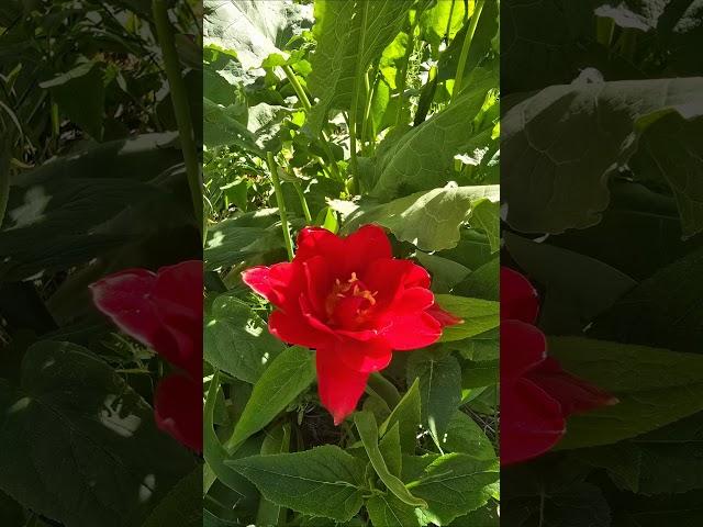 Летнее настроение #Лето#ЛетнийОтдых#Солнце#Жара#Счастье#Семья