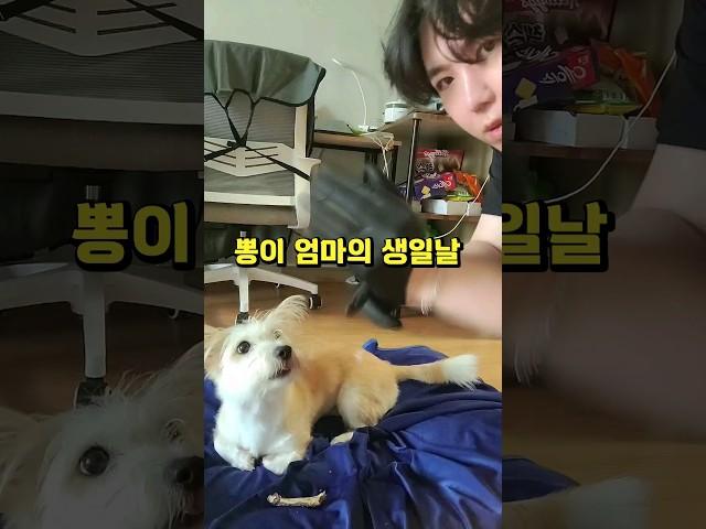 아빠같은 개 만나라 #shorts #shortsvideo #생일상