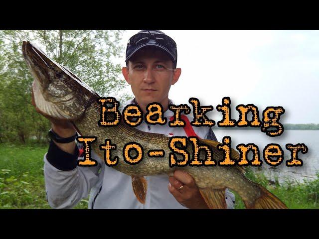 Megabass Ito-Shiner 115 SP - хорошо, но Bearking Ito Shiner 115 - ничем не хуже!