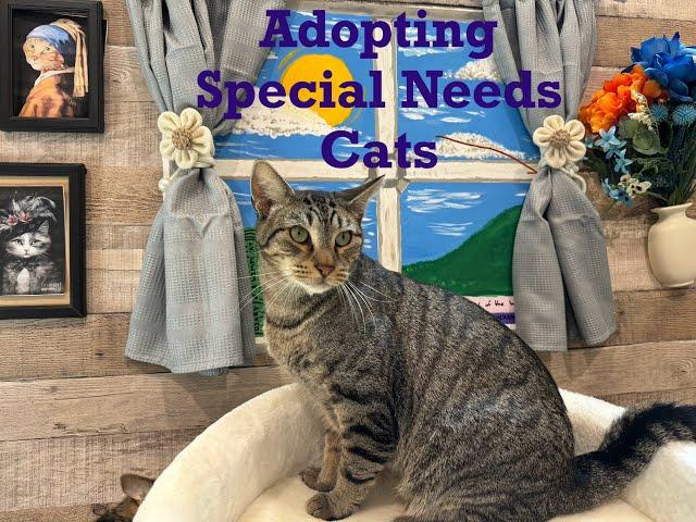 FurKids Special Needs Adoptions Video: Your Questions Answered About Adopting FELV or  FIV+ Cats.