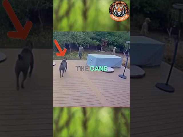 Fearless Cane Corso Chases Off Intruders! 