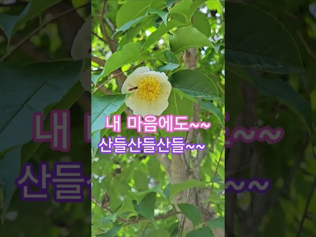 노각나무꽃, 숲 산책 중 만난 노각나무꽃 #노각나무꽃 #꽃영상 #꽃 #fly #꽃이 #꽃관찰 #자연 #자연영상 #자연관찰 #아름다운풍경 #힐링 #힐링영상 #nature #바람