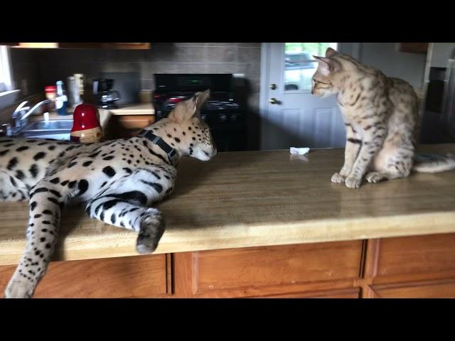 African Serval hanging out in the Kitchen