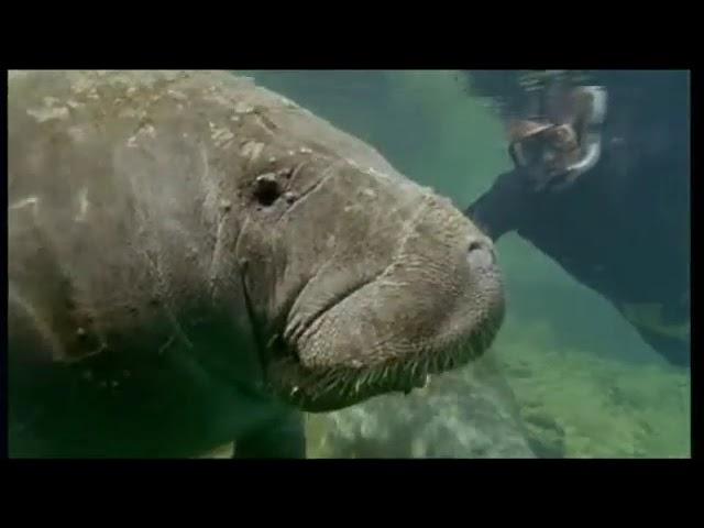 The Manatee