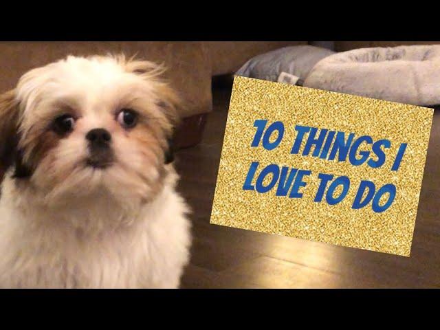 10 Things a Shih Tzu Puppy Loves to Do | 16 Weeks Old