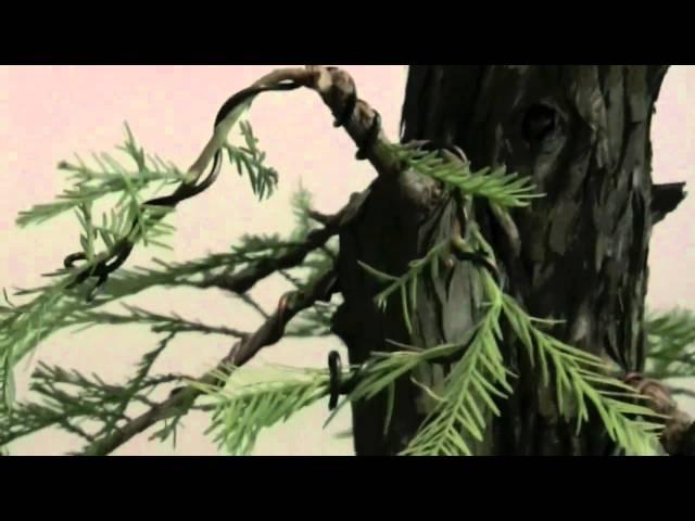 Bonsai Stop Motion - How to make a bonsai