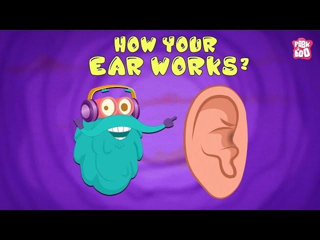 How Your Ear Works? - The Dr. Binocs Show | Best Learning Videos For Kids | Peekaboo Kidz
