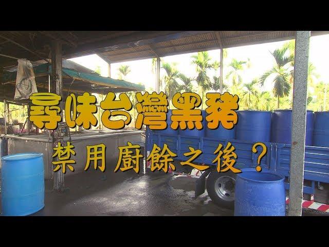 【垃圾危機】尋味台灣黑豬-禁用廚餘之後？(我們的島 第999集 2019-04-08)