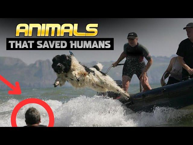 12 Incredible Animals That Saved Human Lives – Amazing Rescue Stories