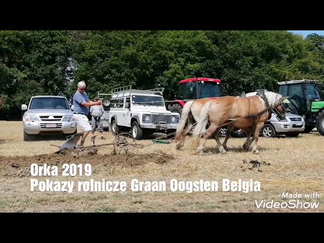 Orka 2019 Końmi i Pługiem Obrotowym - Horse Ploughing