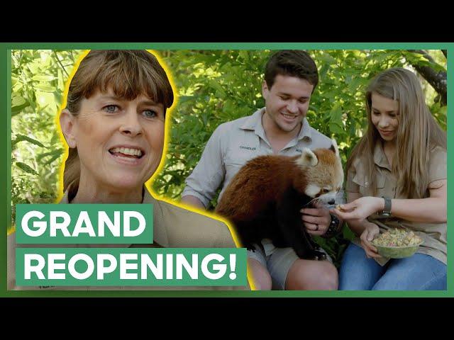 The Irwins Gear Up For Australia Zoo’s Grand Reopening! | Crikey! It's The Irwins