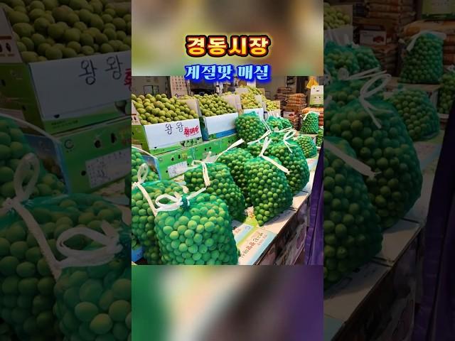 매실의 계절 ~^ 힐링여행