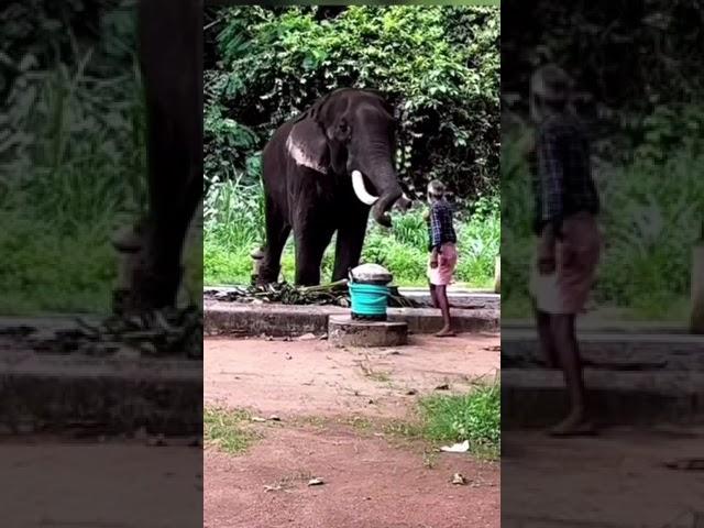 elephant attack || thechikottukavu devidasan