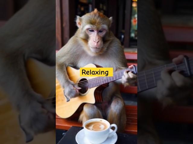 #Music#youtube music#youtube trending #youtube shorts#monkey#monkey videos