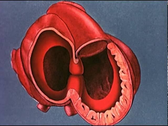 Heart embryology video