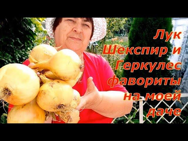 ЛУК ШЕКСПИР И ГЕРКУЛЕС стал фаворитом на моей даче. Посадка лука под зиму