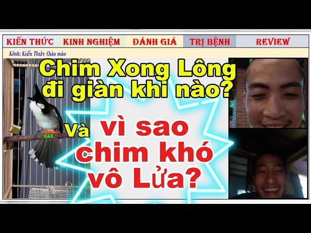 Vì sao Chim mới xong lông không nên đi giàn và Video call nói về chim không vô Lửa được