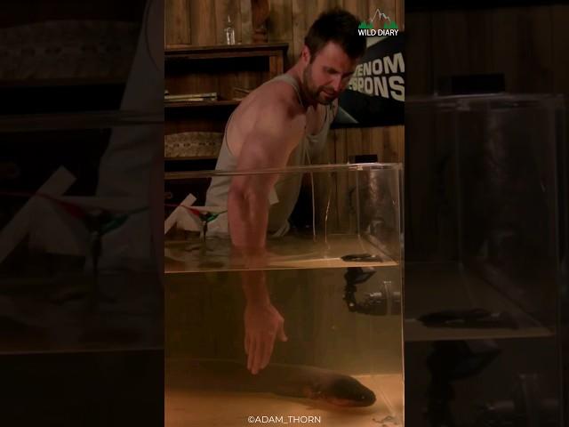 Don't Mess With An Electric Eel 