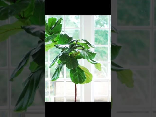 How to PROPAGATE a Fiddle Leaf Fig in under 40 seconds! ️
