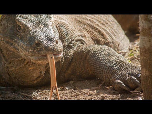 Komodo Dragon VS American Alligator: The Ultimate Showdown