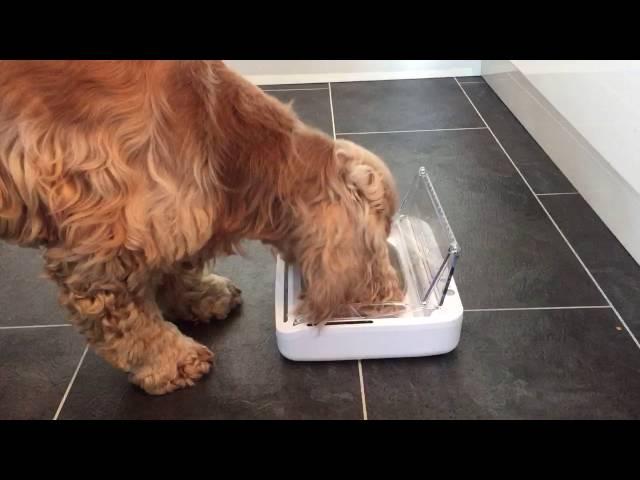Product Review: SureFeed Sealed Pet Bowl