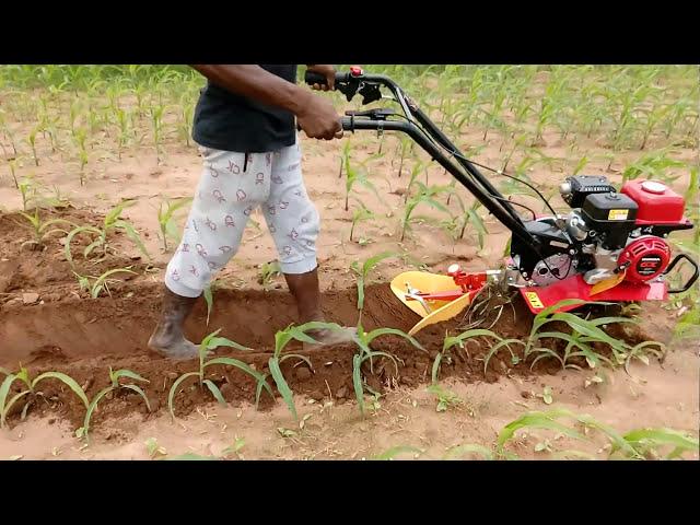 HONDA MINI WEEDER F300 3H.P IN MAIZE CULTIVATION