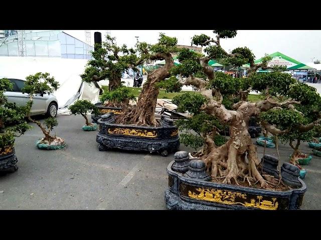 The bonsai area at OCOP Phu Tho Fair , Vietnam 11/2020