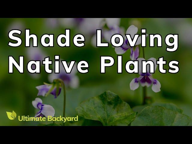 Shade Loving Australian Native Plants