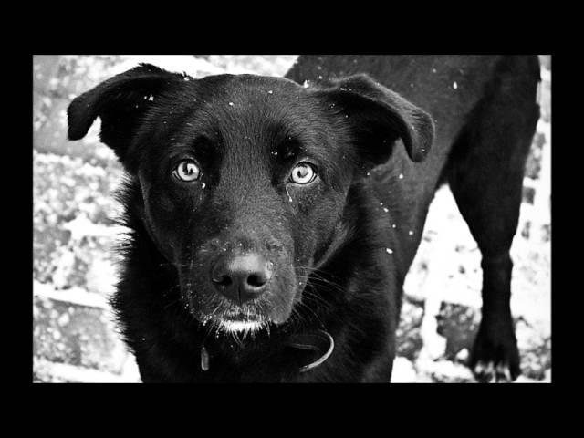 Сергей Есенин. Песнь о собаке (читает Вадим Дзюба)