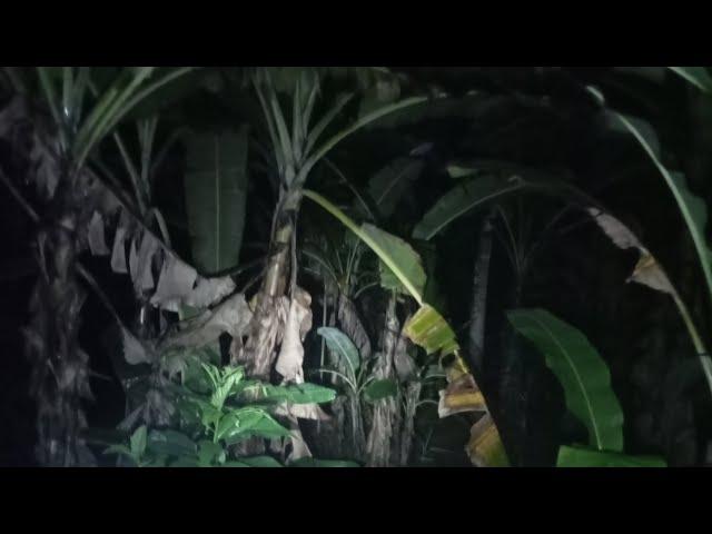 Live Misteri ‼️Pencarian jurig kebon pisang.