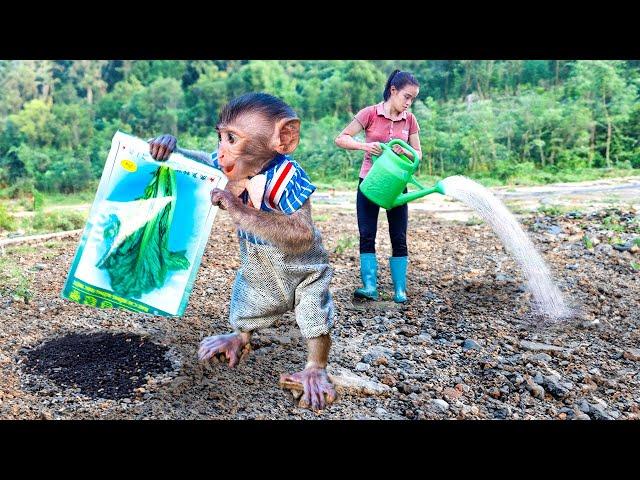 Smart Baby Monkey Helps Mom Plant Trees – So Cute and Helpful!