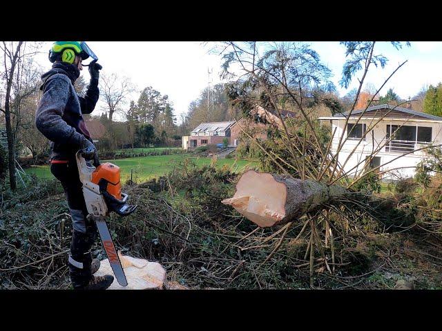 GROS DÉMONTAGE ET ABATTAGE D'ÉPICÉAS STIHL 661