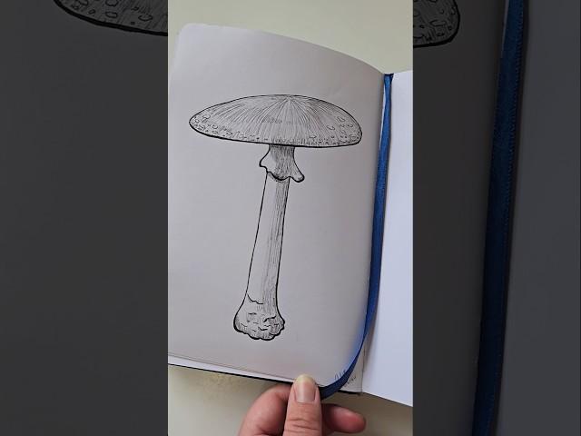 Simple Mushroom. #Artober2024 #Inktober2024 #Drawtober2024 #Mushrooms #Sketchbook #MushroomArt