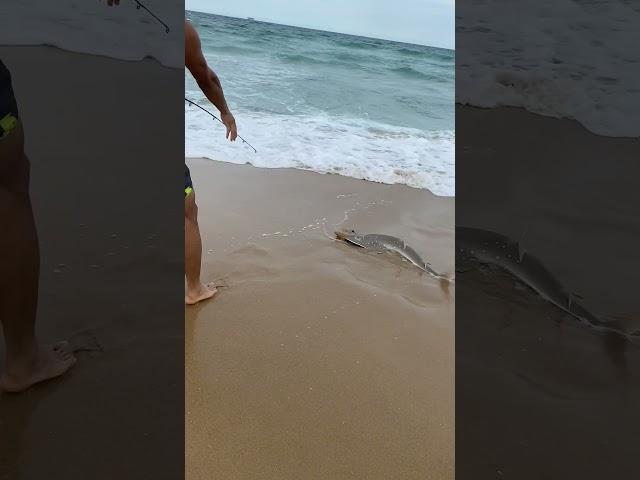 沙滩上钓到大鲨鱼 caught a big shark on the beach