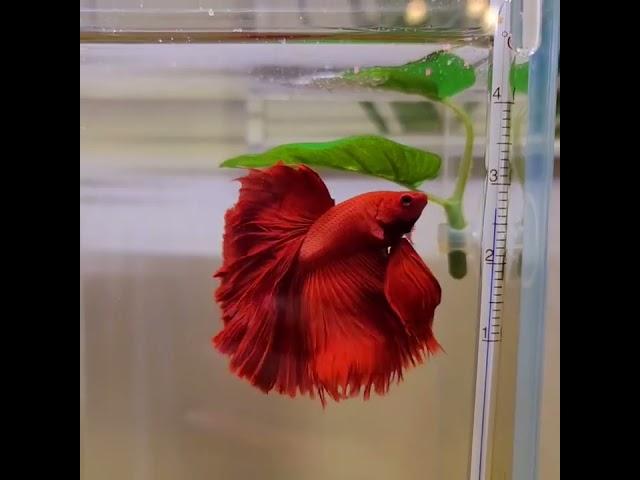 Red Full Moon Betta Fish | Fighter Fish | #plantedtank #bettafish #redbettafish #aquarium #fishtank