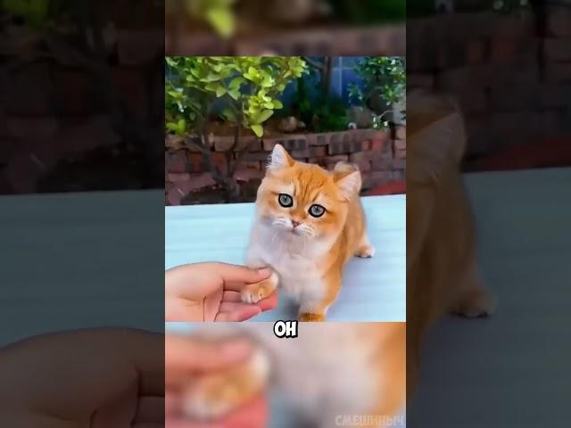 Спасения Птенца #животные #милыеживотные #истории #история #shorts