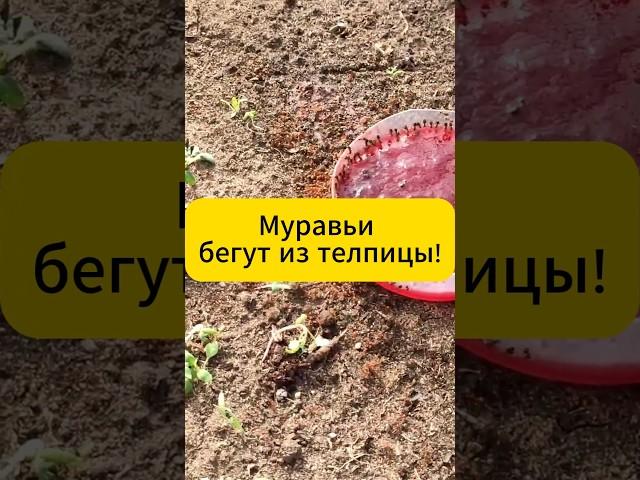 Теплица без муравьев! #дача #огород #сад #теплица #муравьи #вредители #тля