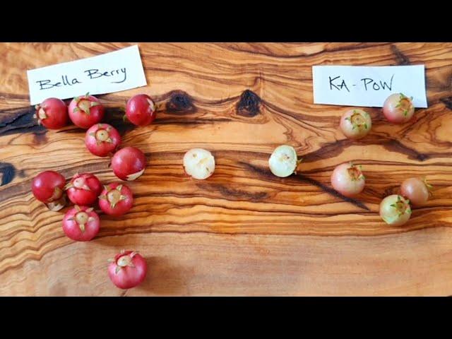 Chilean Guava (Ugni Molinae) Taste Test