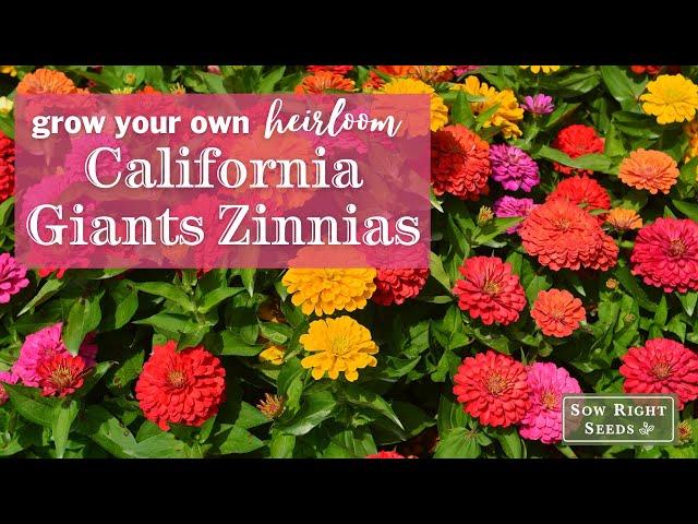 Sow Right Seeds | California Giants Zinnias